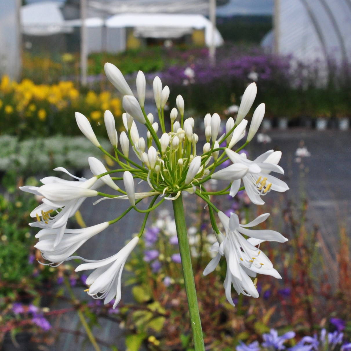 Agapanthus praecox 'Albiflorus'